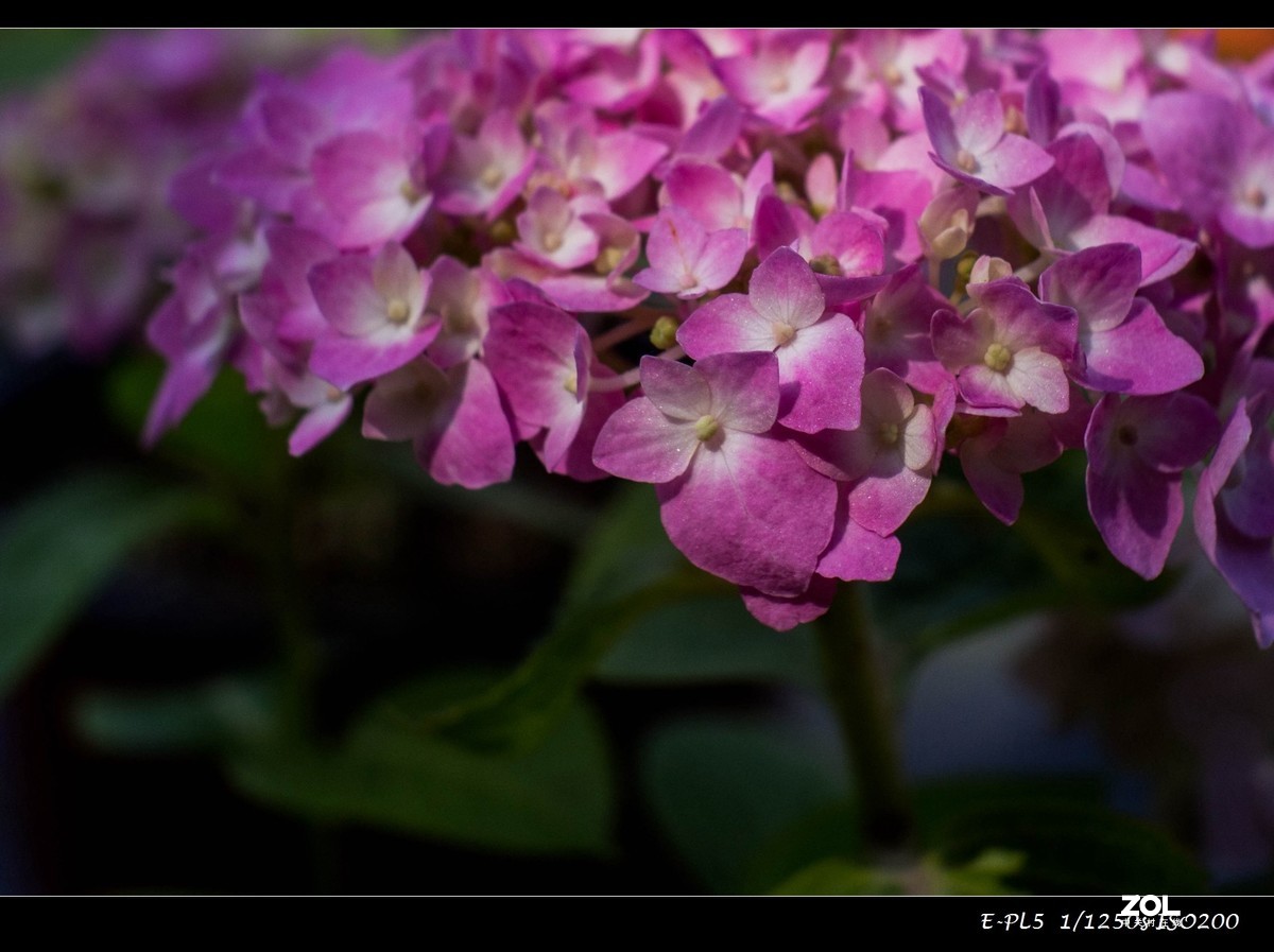 发一组花卉祝大家五一快乐
