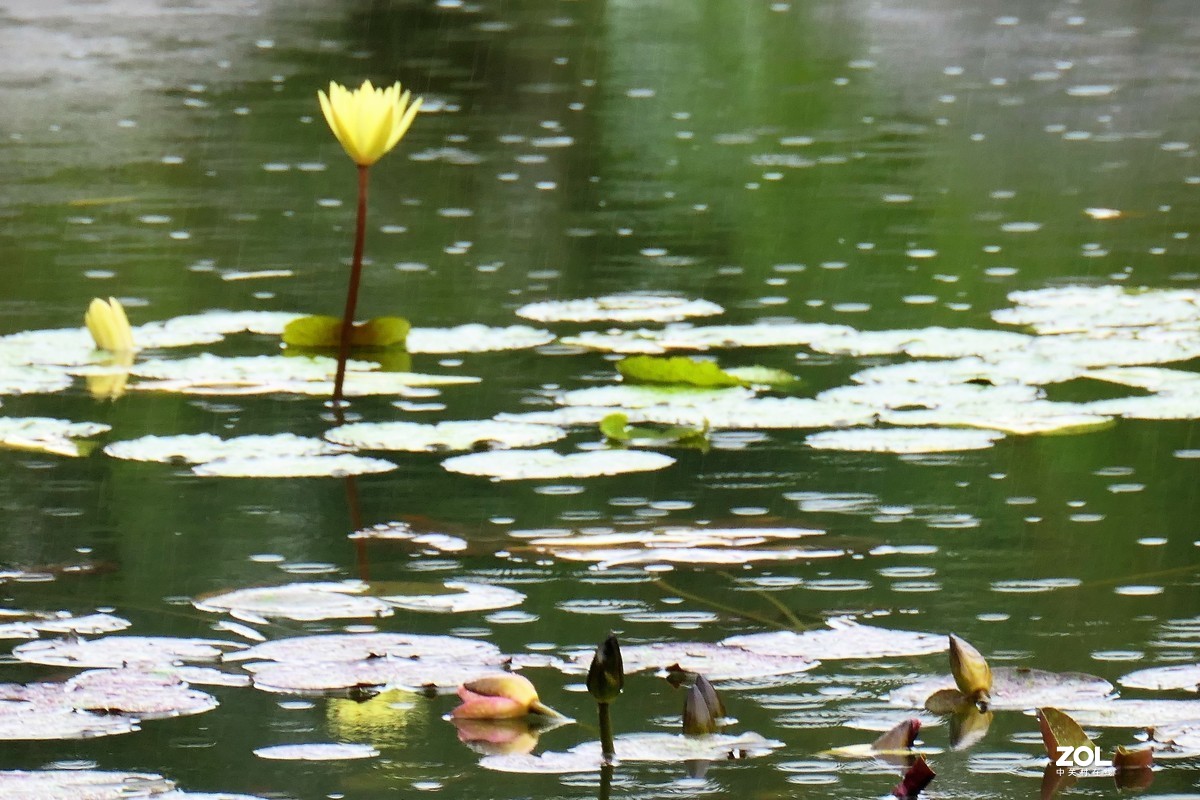 【雨荷】——摄于上海伊利公园小池塘