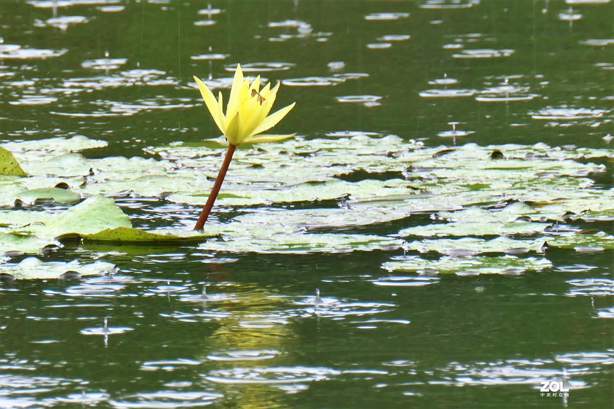 【雨荷】——摄于上海伊利公园小池塘