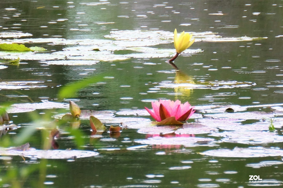 【雨荷】——摄于上海伊利公园小池塘