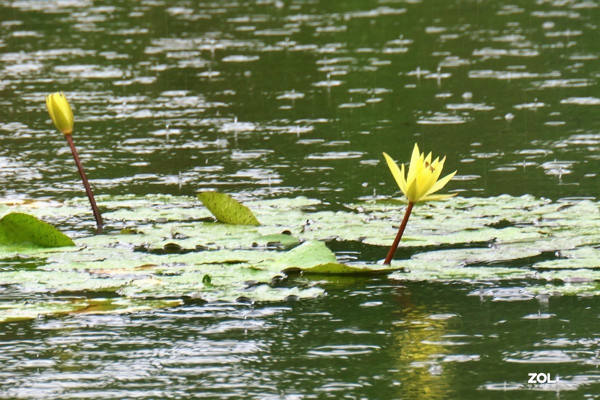 【雨荷】——摄于上海伊利公园小池塘