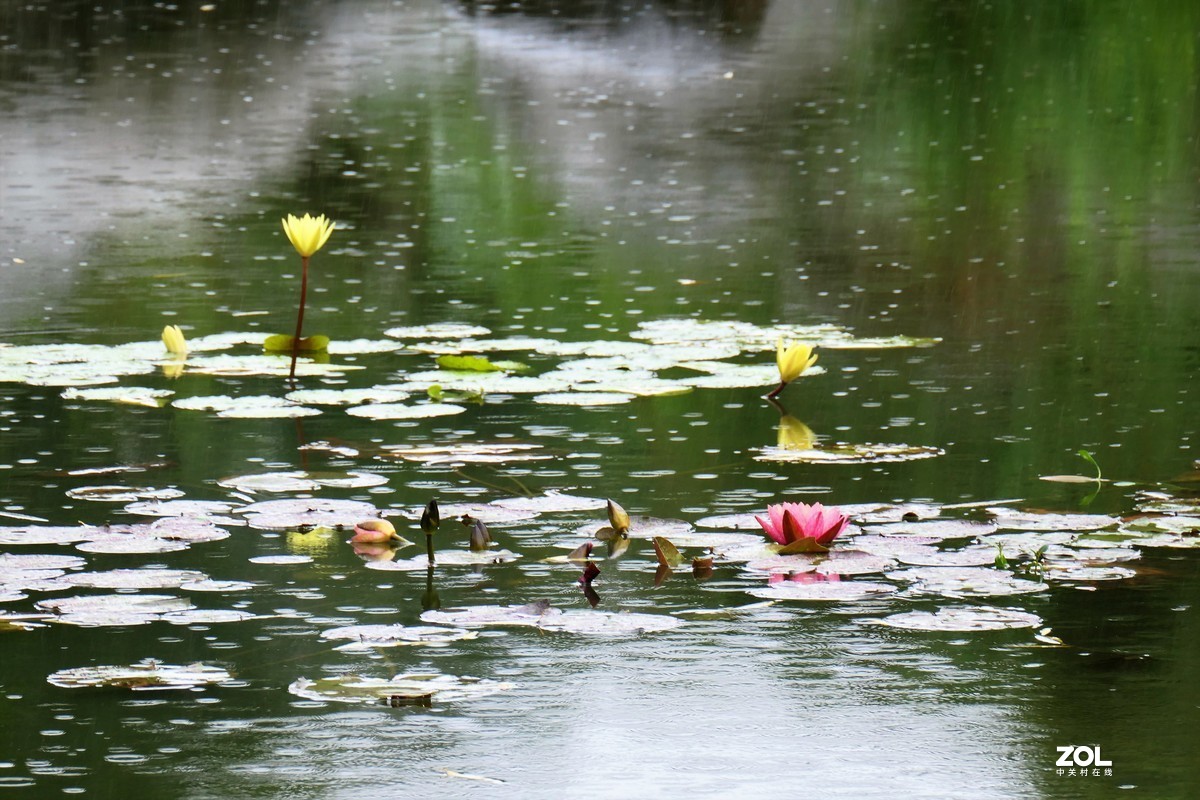 【雨荷】——摄于上海伊利公园小池塘