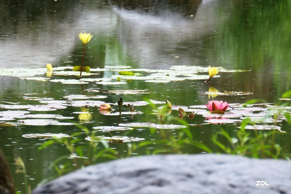 【雨荷】——摄于上海伊利公园小池塘