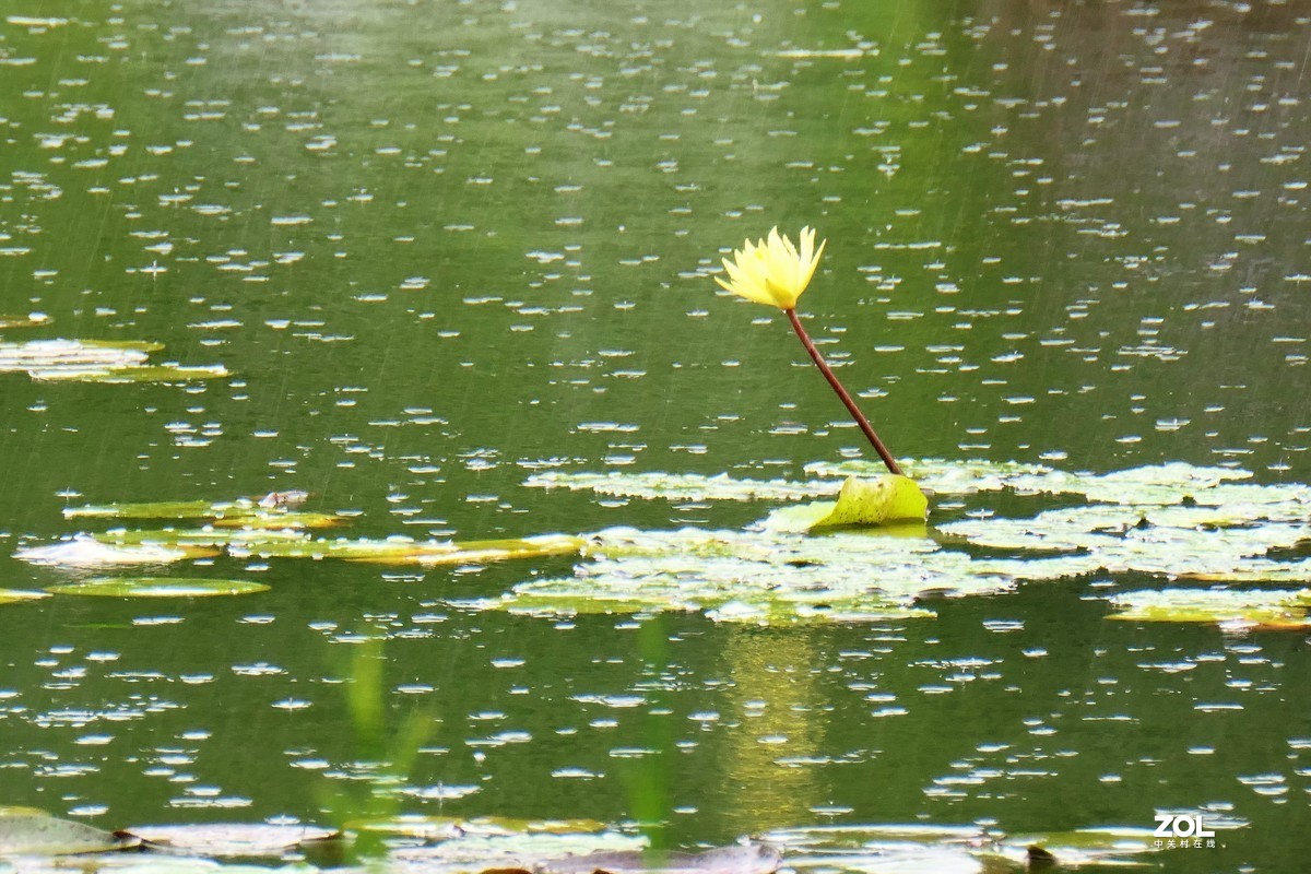 【雨荷】——摄于上海伊利公园小池塘
