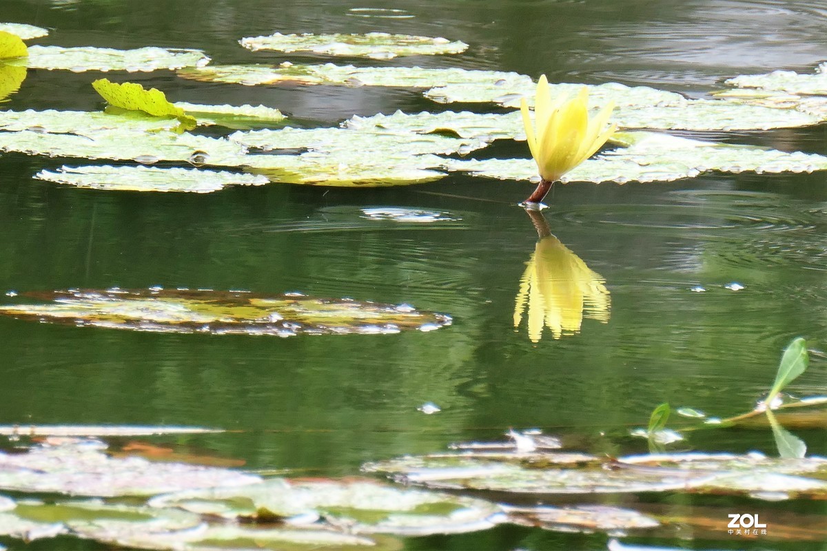 【雨荷】——摄于上海伊利公园小池塘