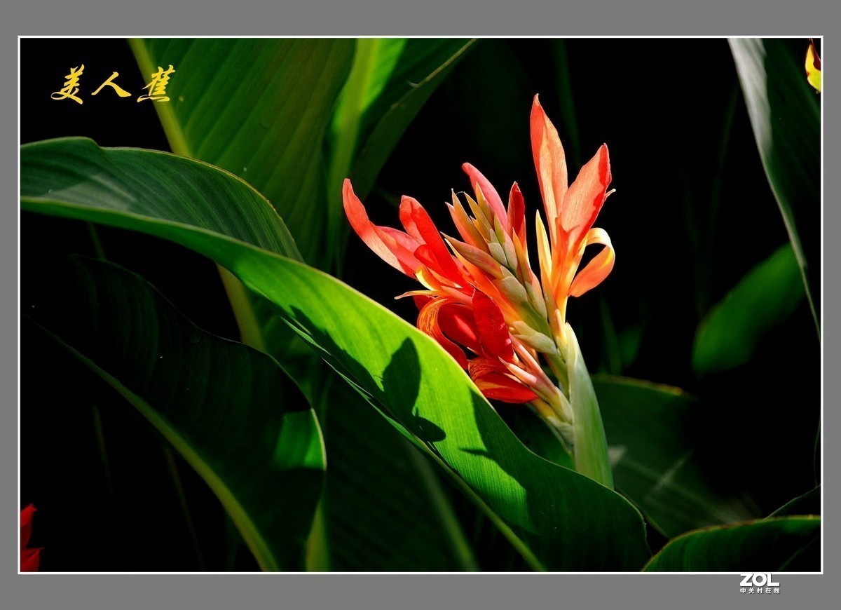 #版主坐堂#小五星空(中国)2020年11月精品荟萃