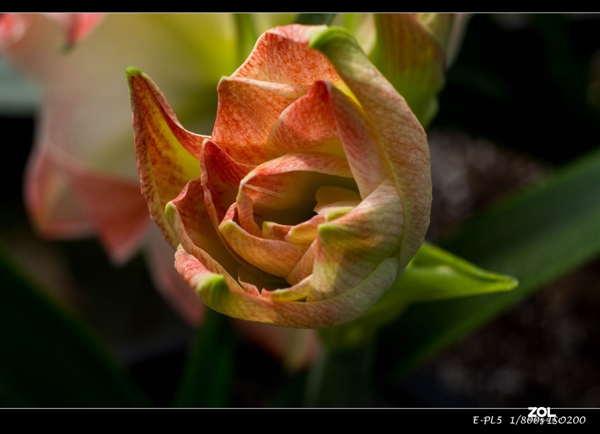 发一组花卉祝大家五一快乐