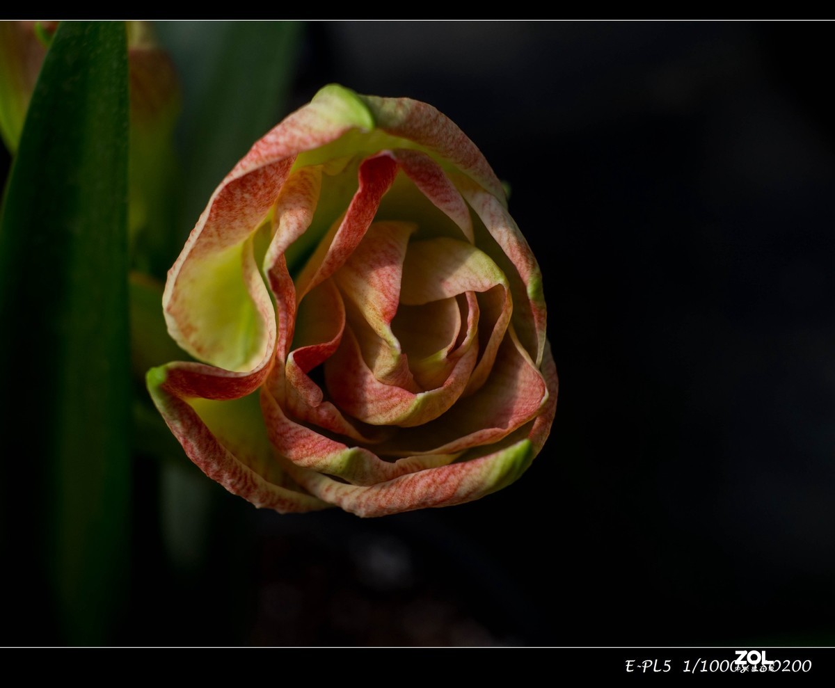 发一组花卉祝大家五一快乐