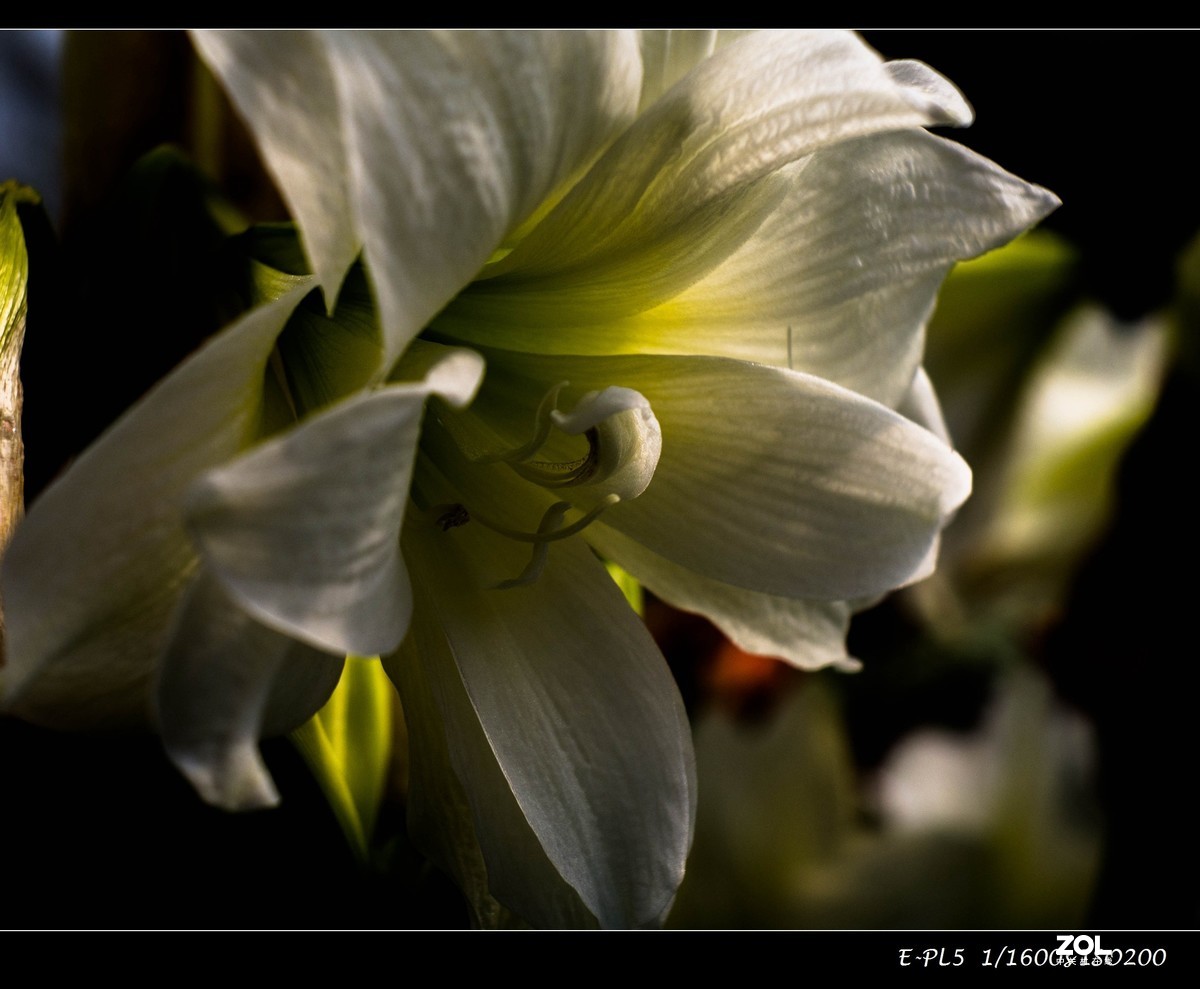 发一组花卉祝大家五一快乐
