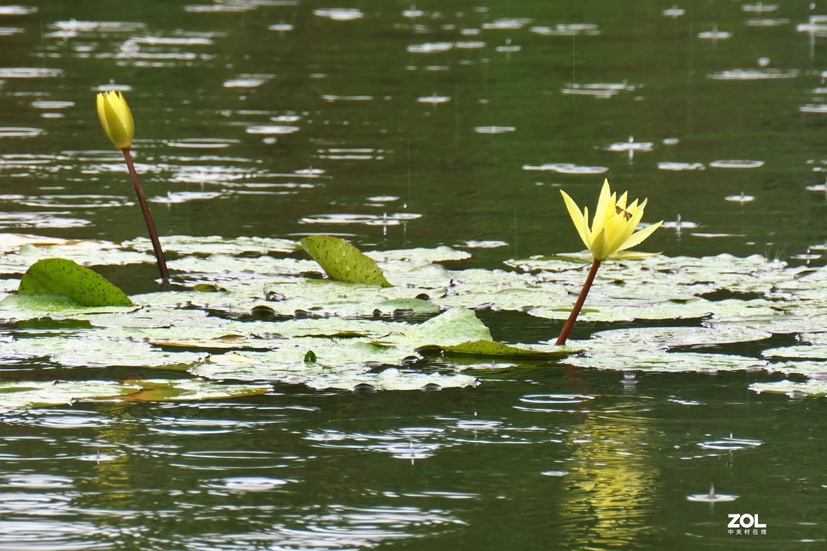 【雨荷】——摄于上海伊利公园小池塘