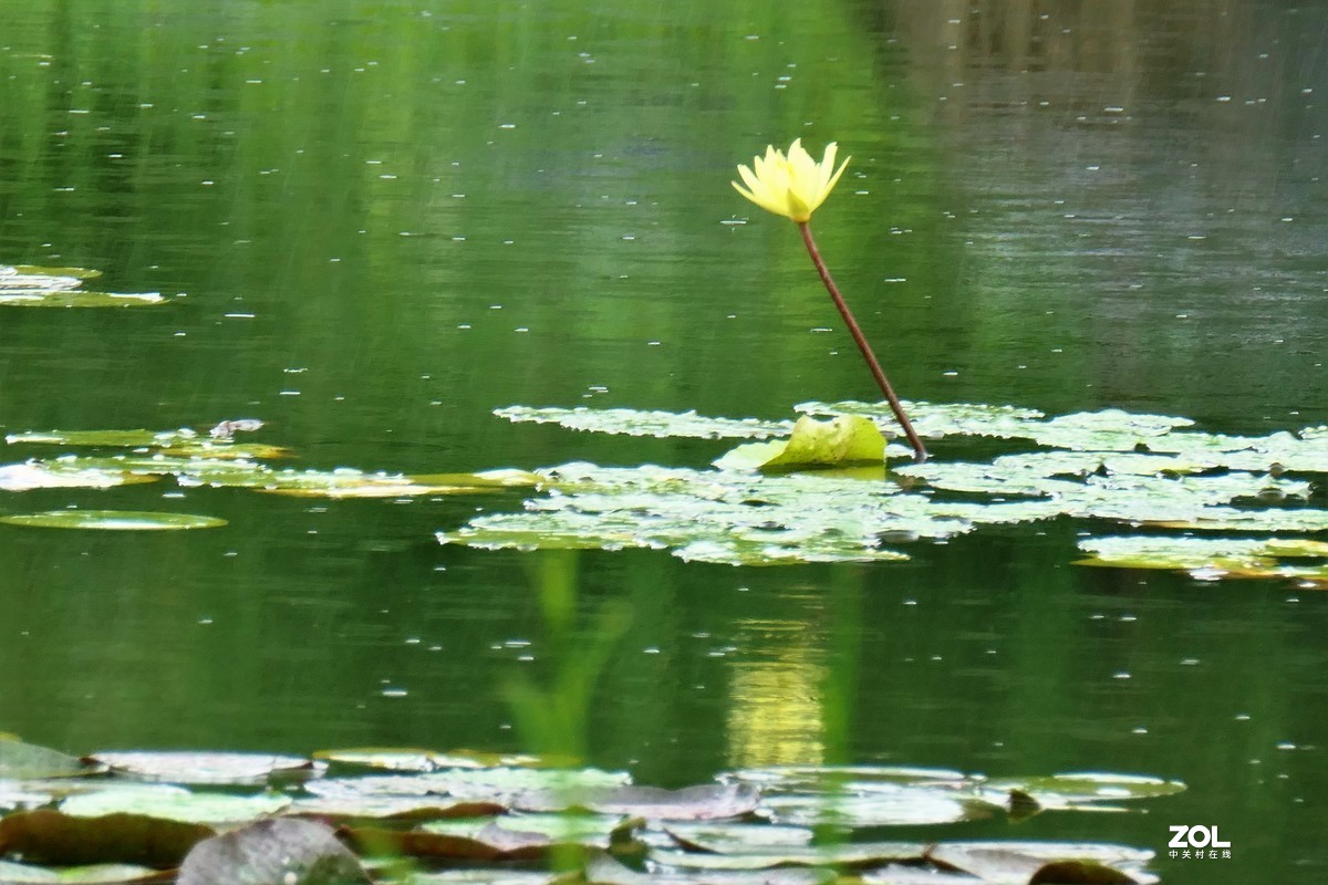 【雨荷】——摄于上海伊利公园小池塘
