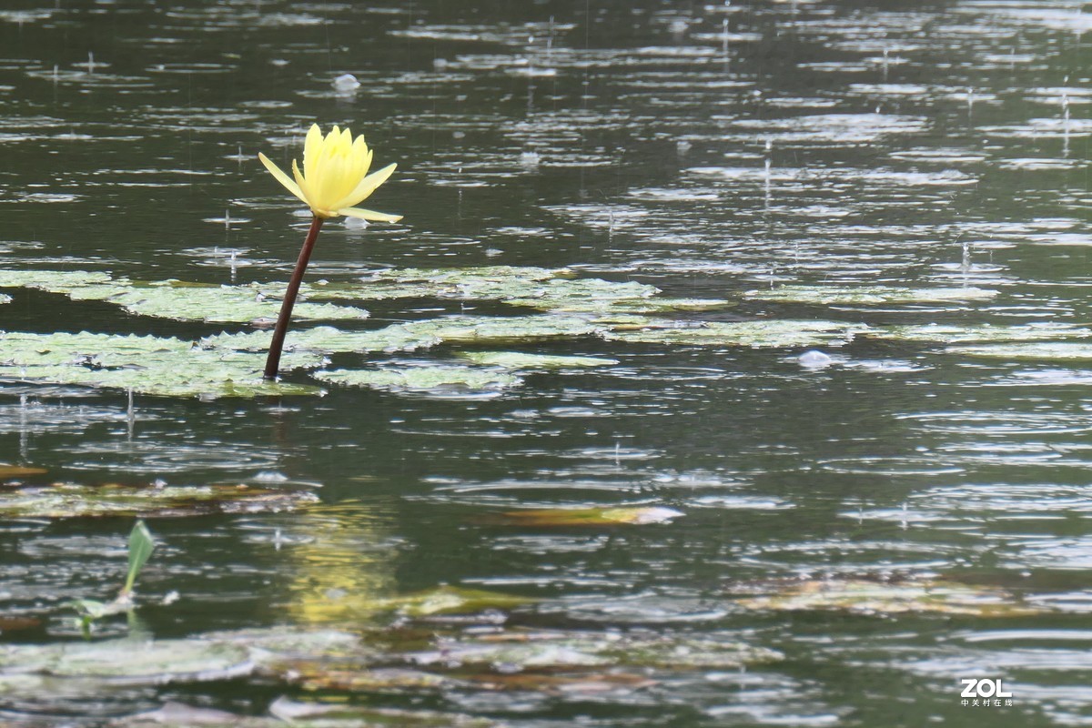 【雨荷】——摄于上海伊利公园小池塘