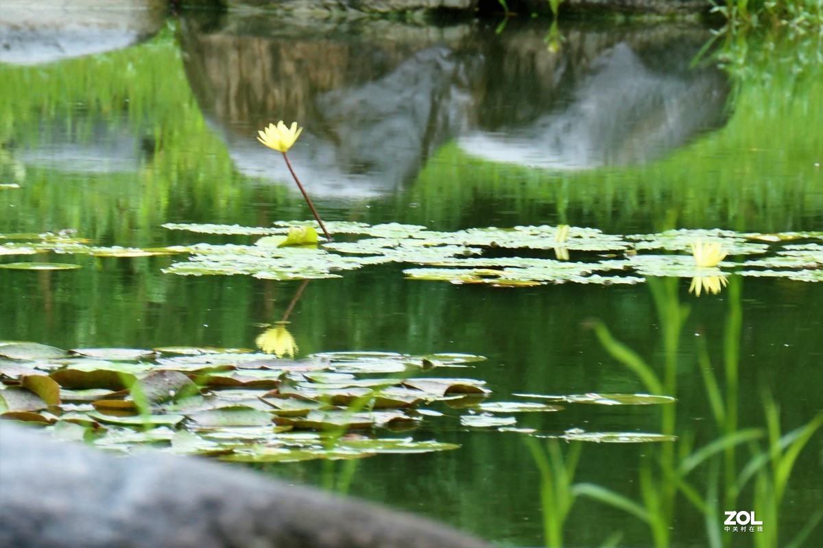 【雨荷】——摄于上海伊利公园小池塘