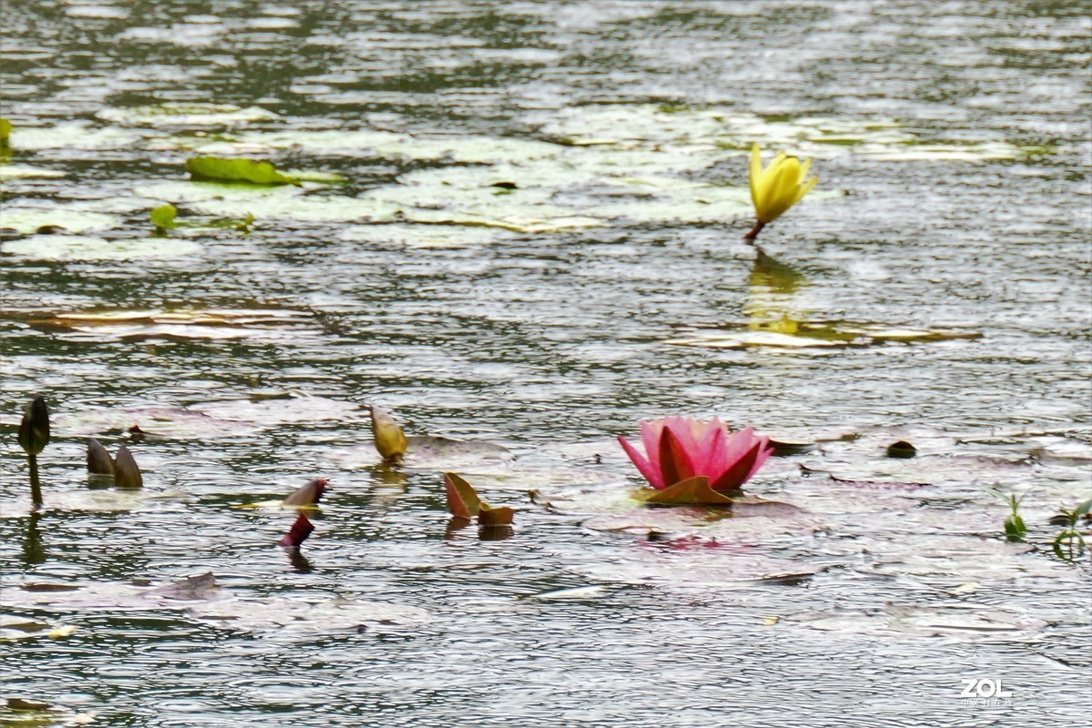 【雨荷】——摄于上海伊利公园小池塘