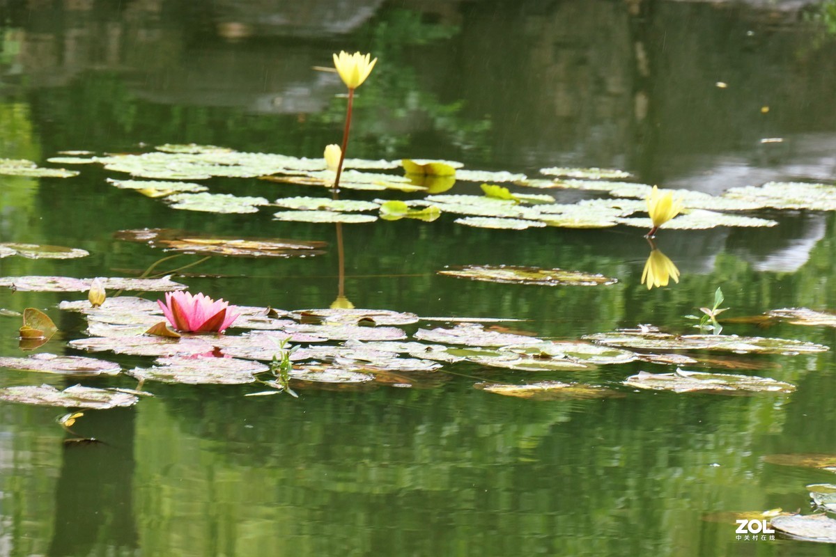 【雨荷】——摄于上海伊利公园小池塘