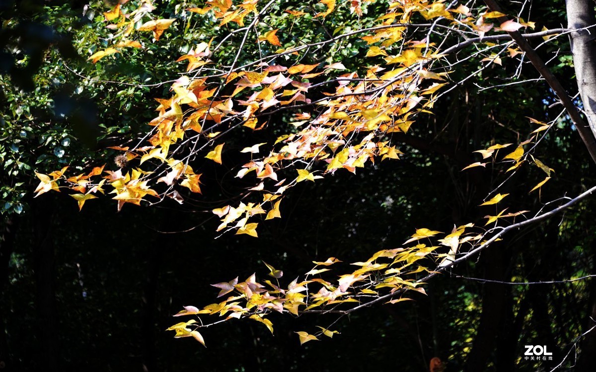 一年一度枫叶红