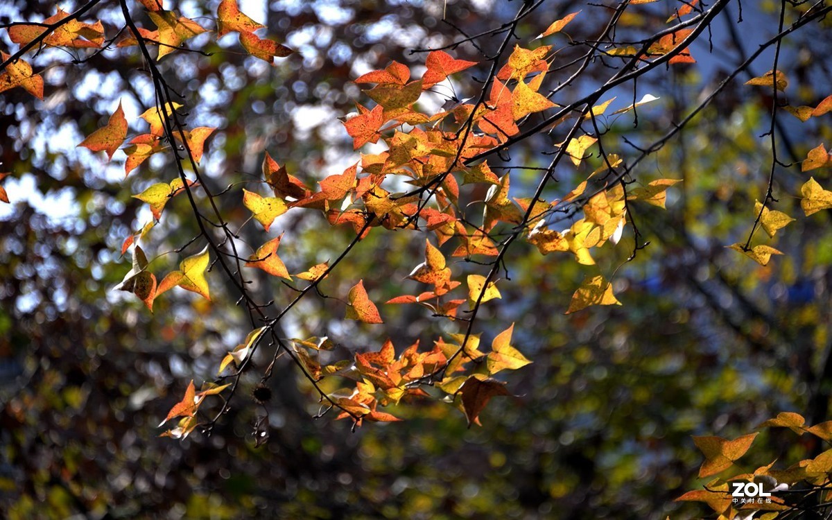 一年一度枫叶红