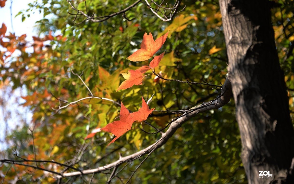 一年一度枫叶红