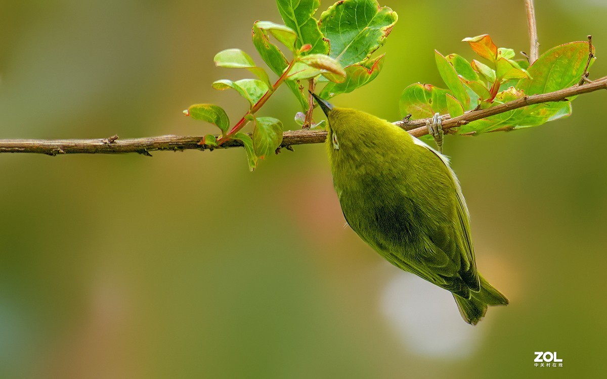 21072---公园随拍的绣眼（4）