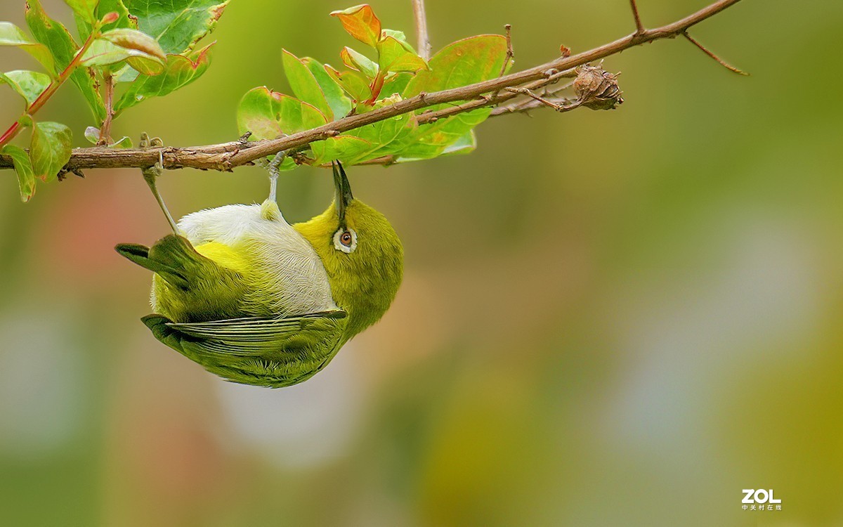 21072---公园随拍的绣眼（4）