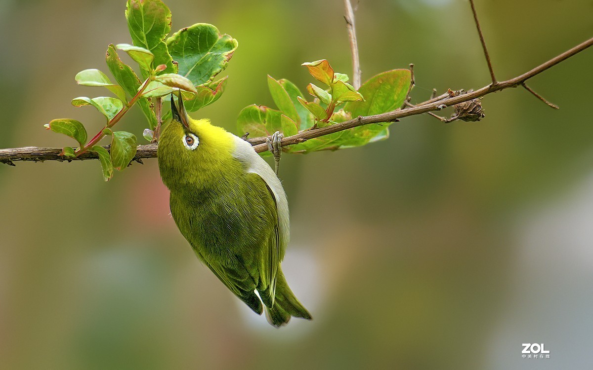 21072---公园随拍的绣眼（4）