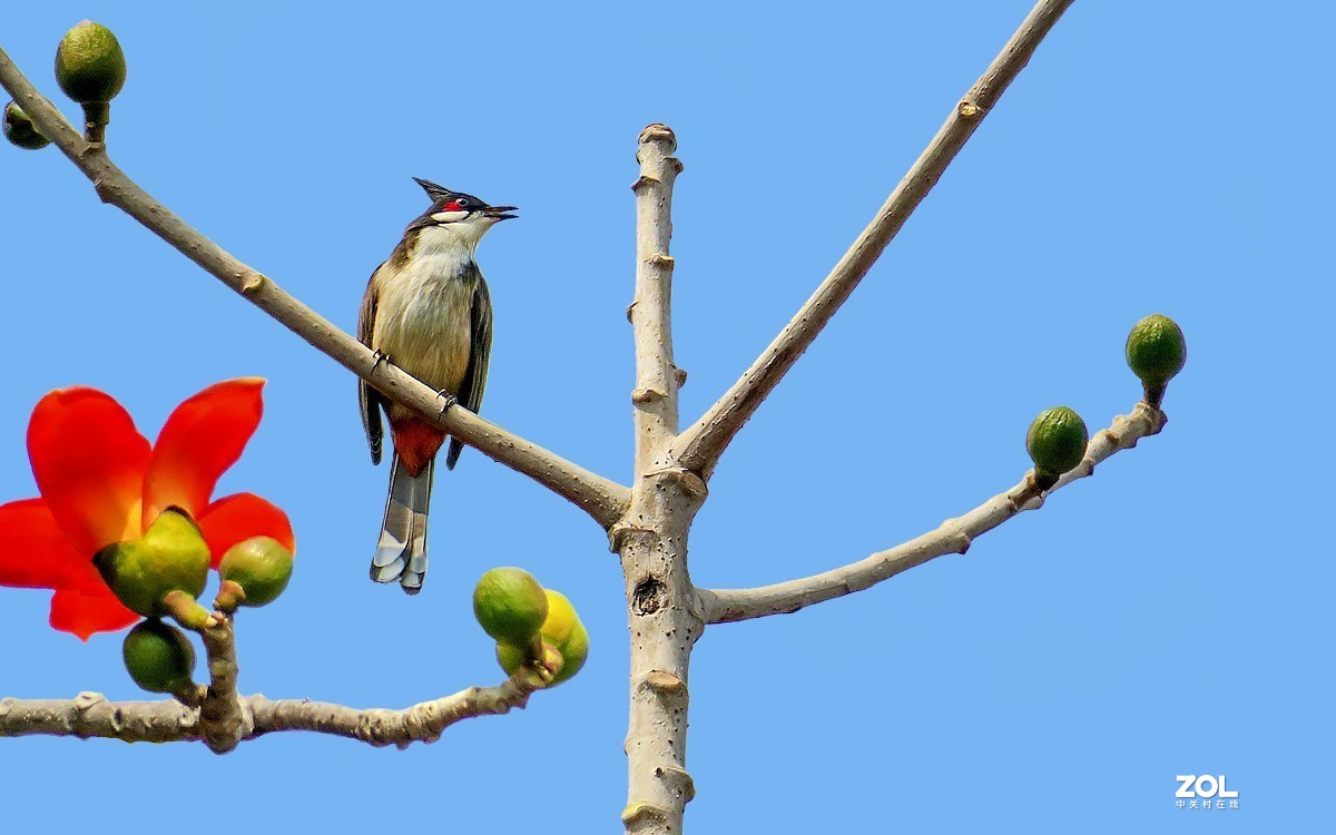 21218红棉树上的鸟