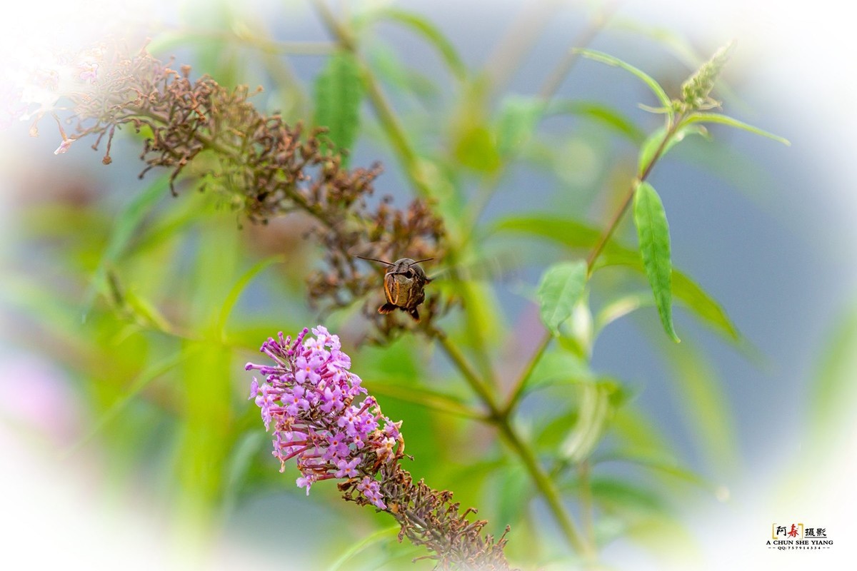 蜂鸟鹰蛾与蝴蝶