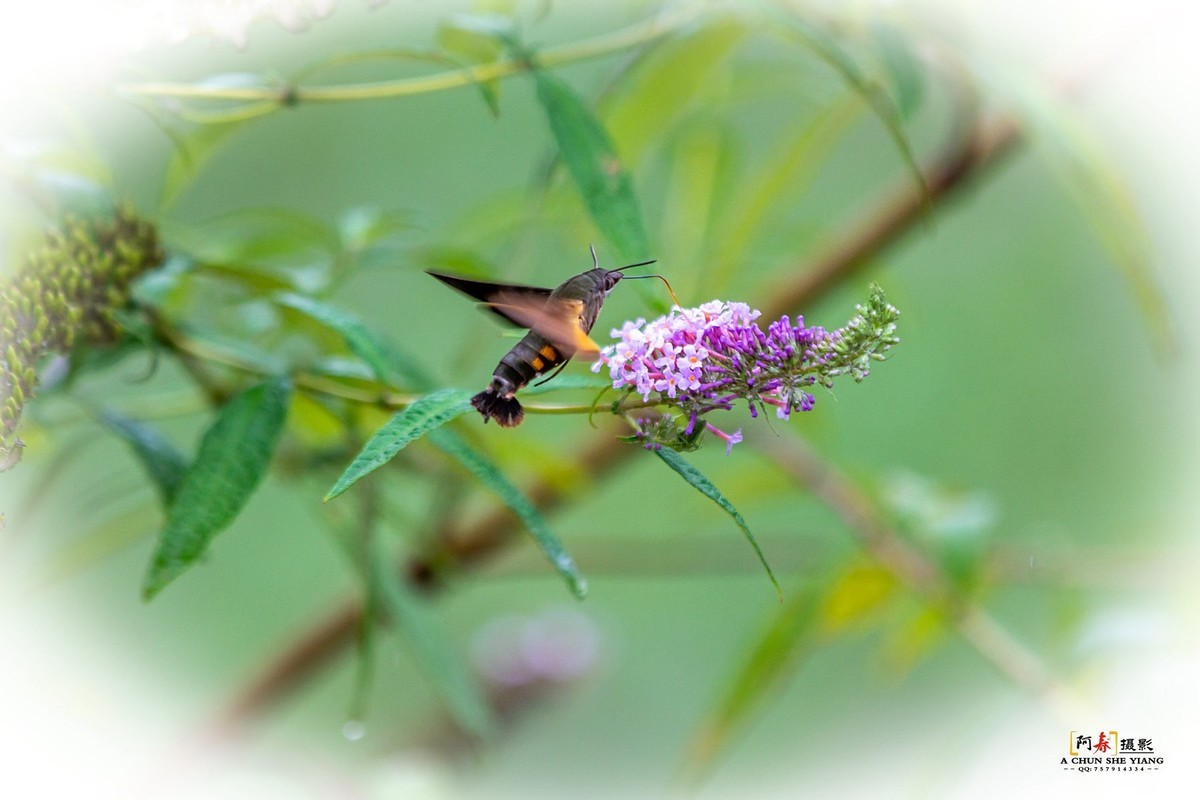 蜂鸟鹰蛾与蝴蝶