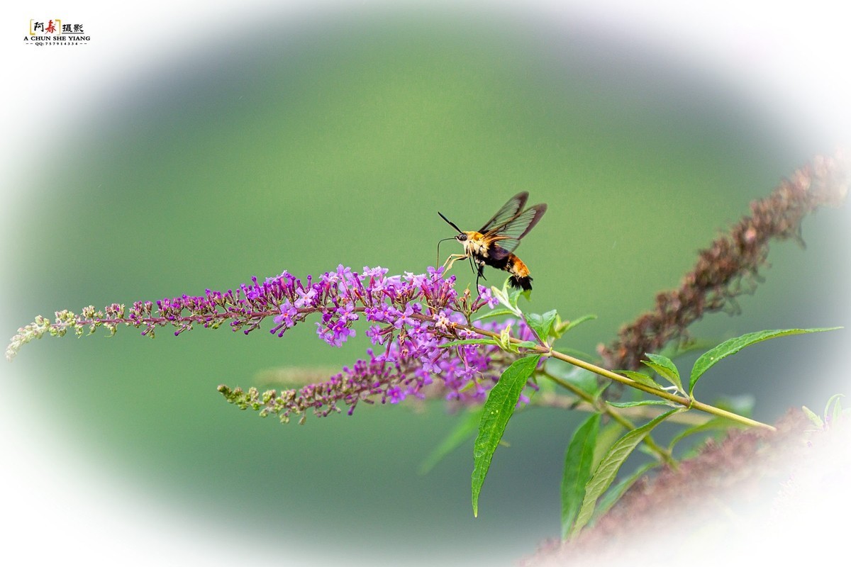 蜂鸟鹰蛾与蝴蝶