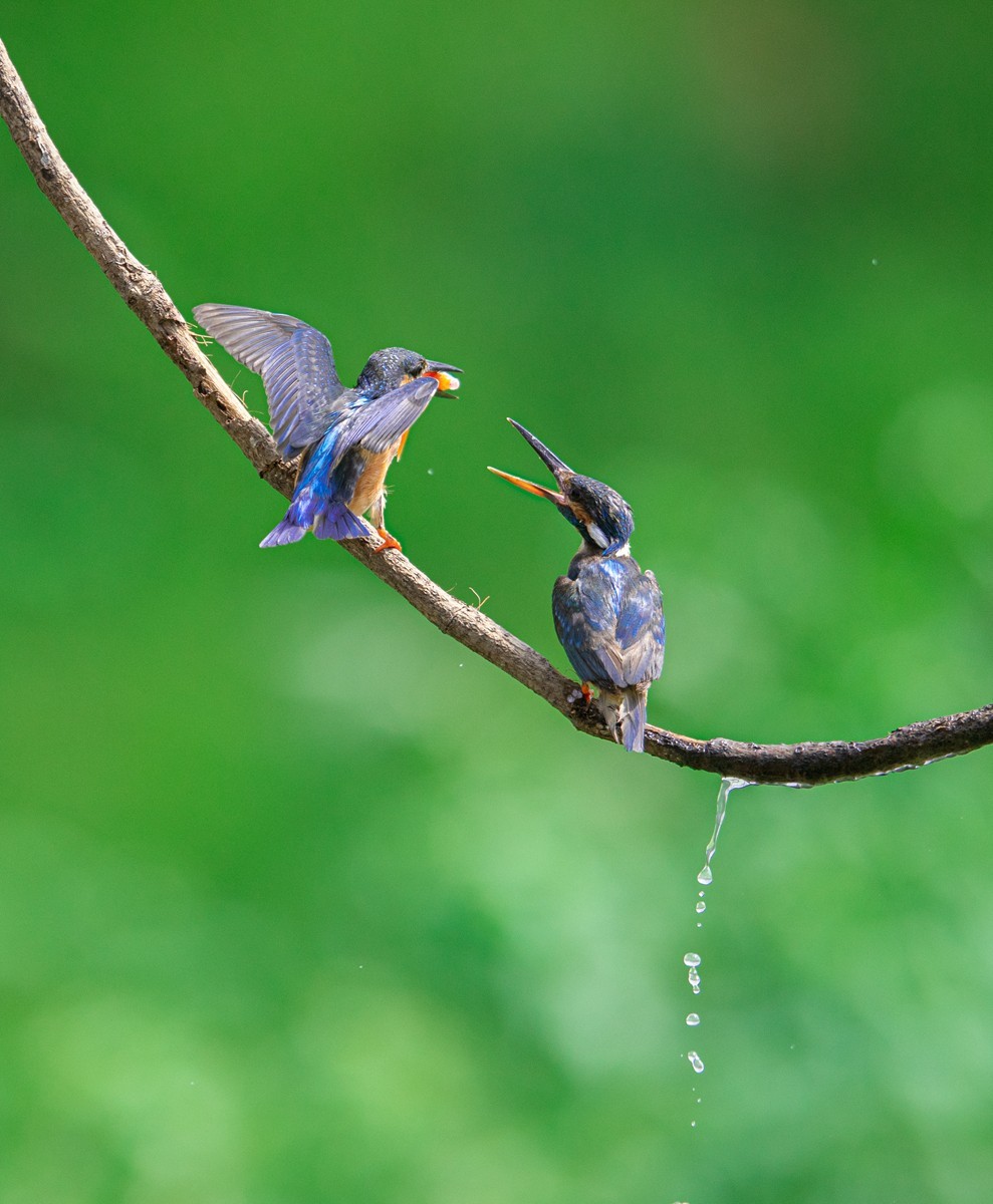 老张光影尼康z6iid500打鸟小翠
