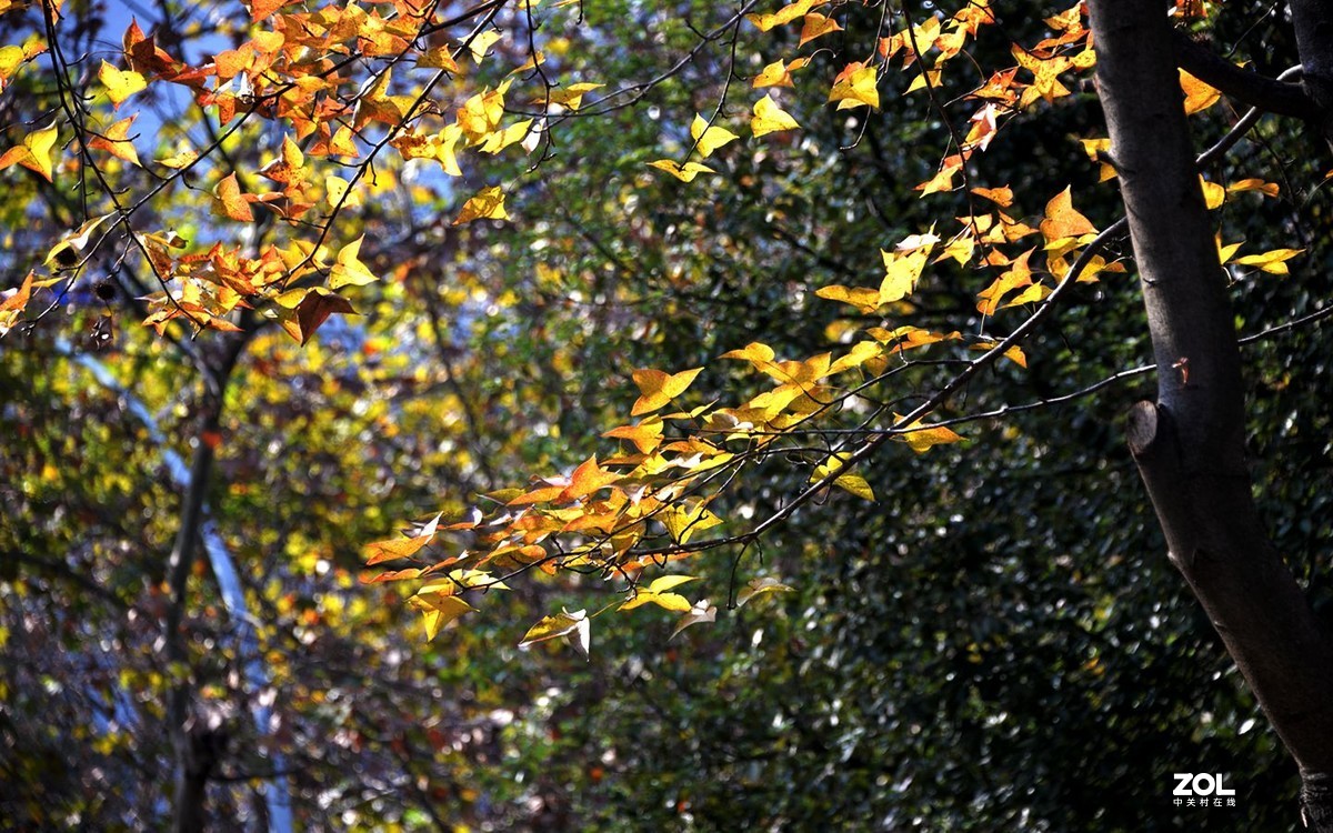 一年一度枫叶红