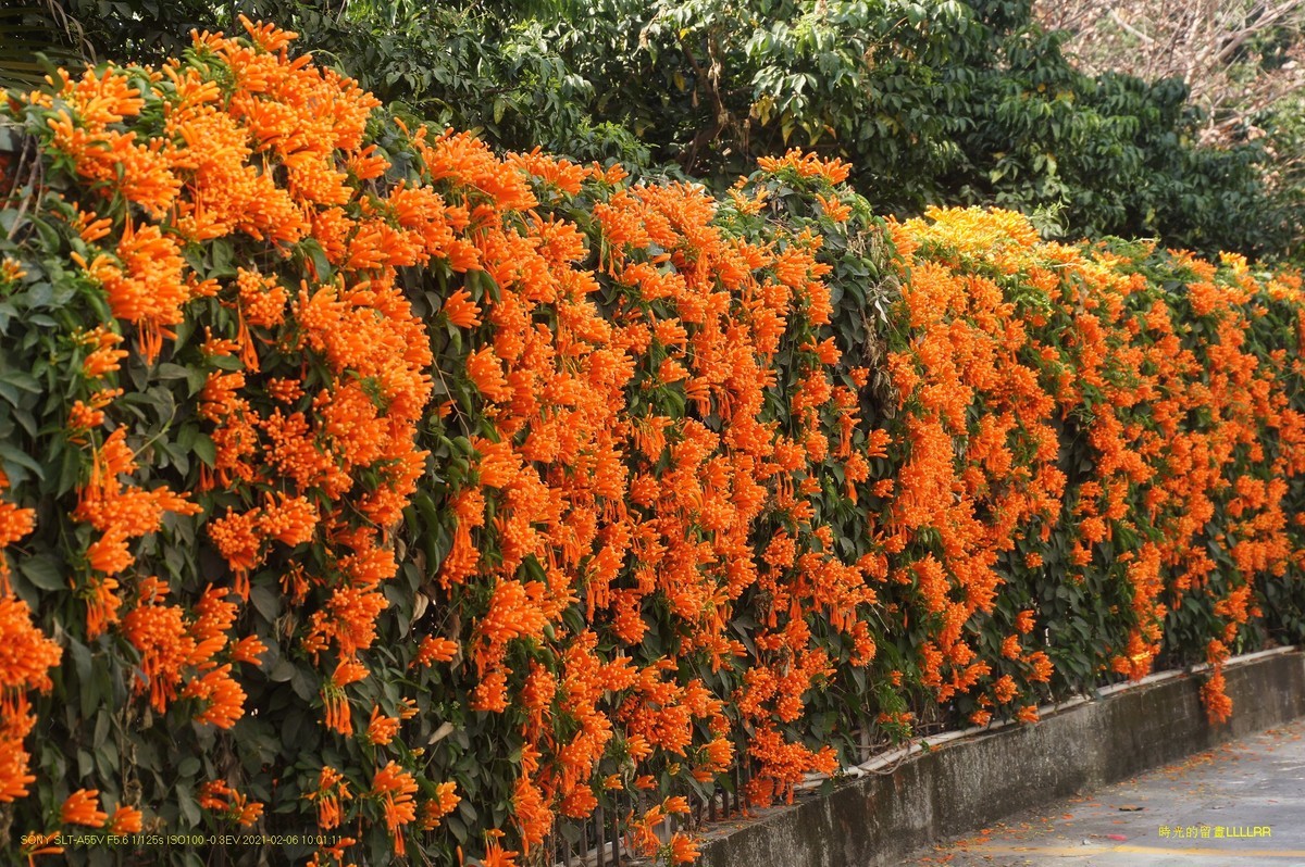 红红火火炮仗花