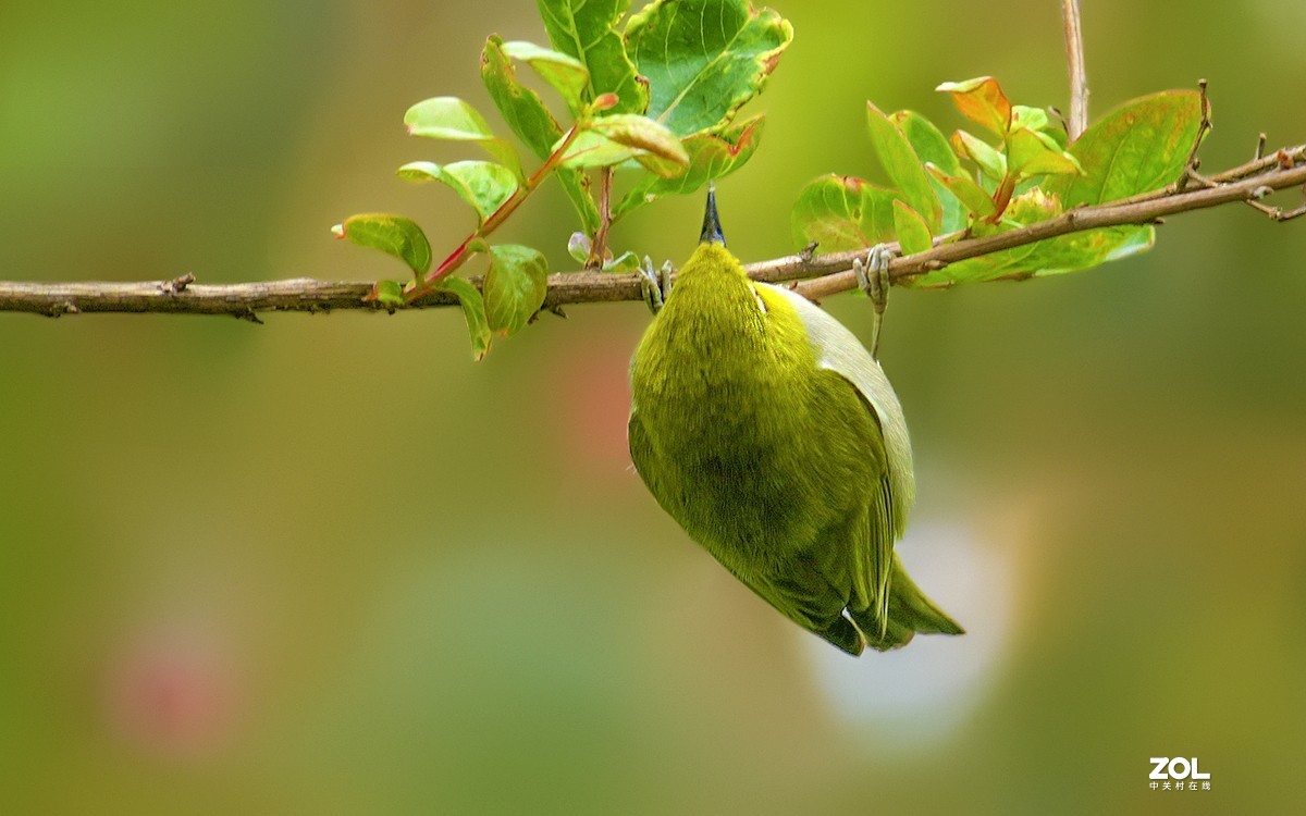 21072---公园随拍的绣眼（4）