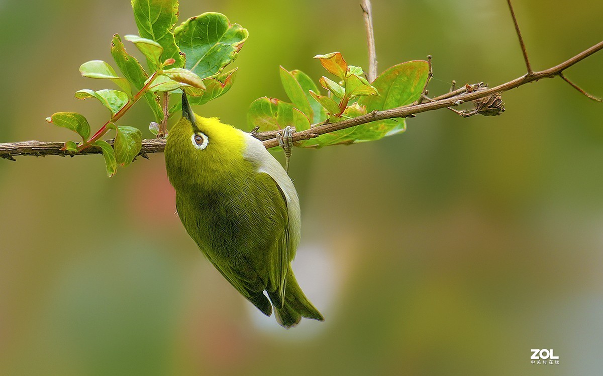 21072---公园随拍的绣眼（4）