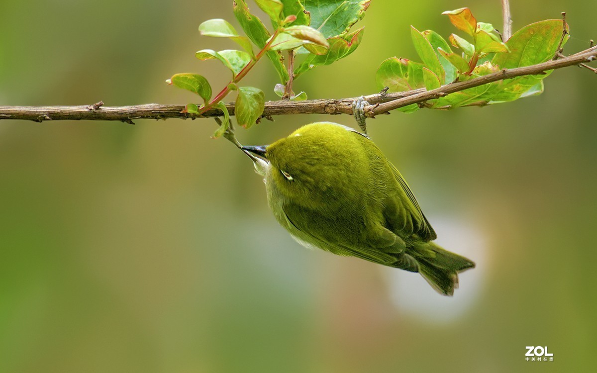 21072---公园随拍的绣眼（4）