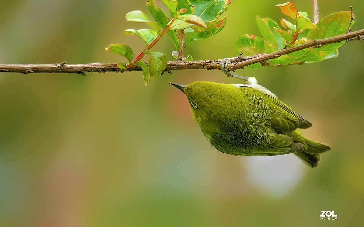 21072---公园随拍的绣眼（4）