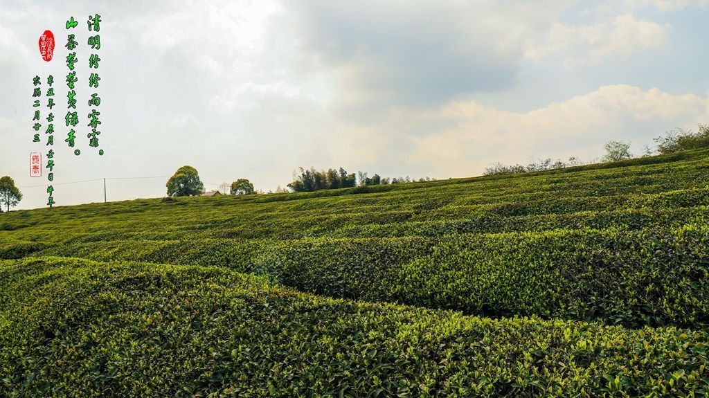 清明纷纷雨霁霏，山茶垄垄黄绿青。