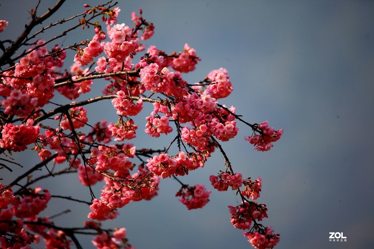 寻花(六)-中关村在线摄影论坛