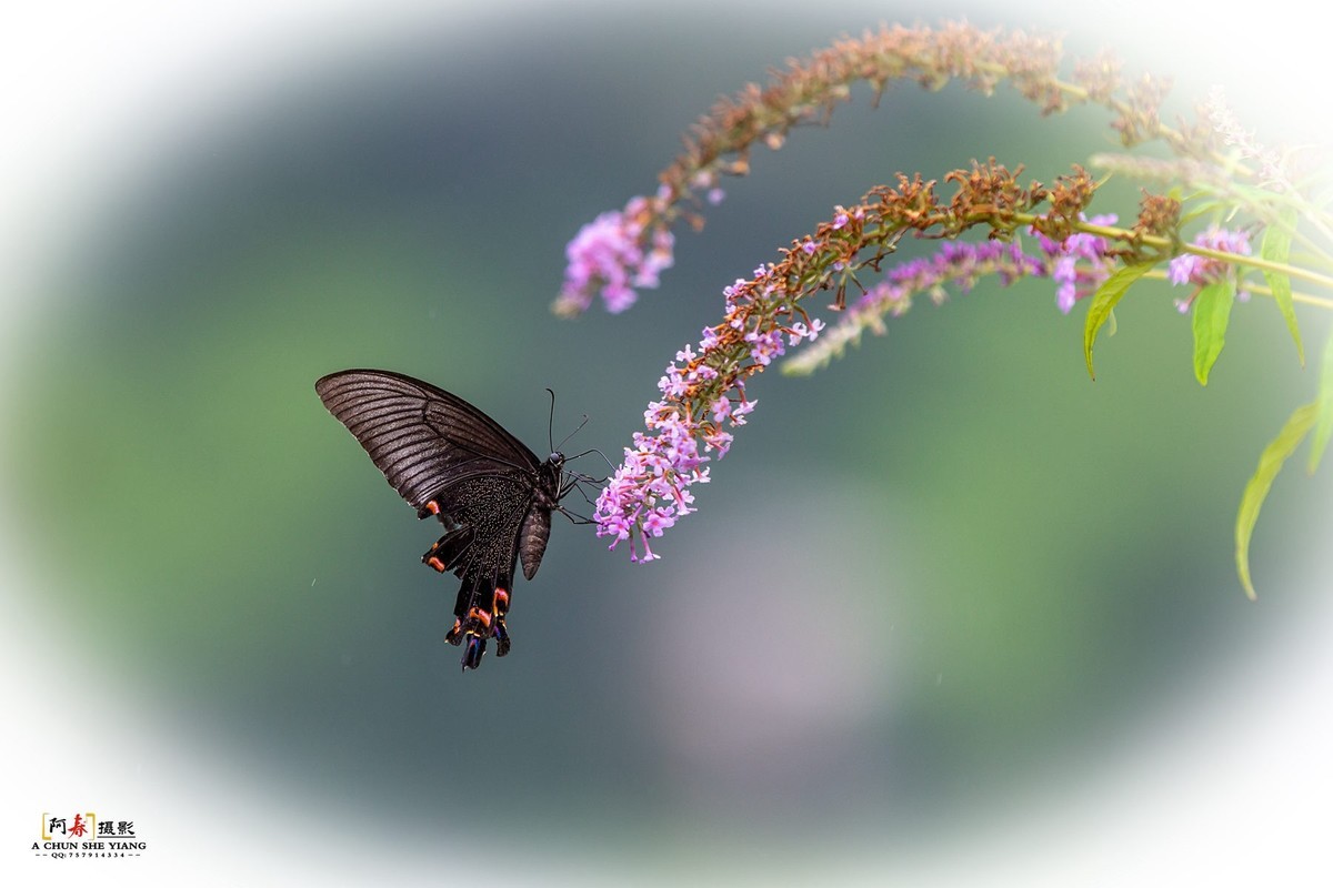 蜂鸟鹰蛾与蝴蝶