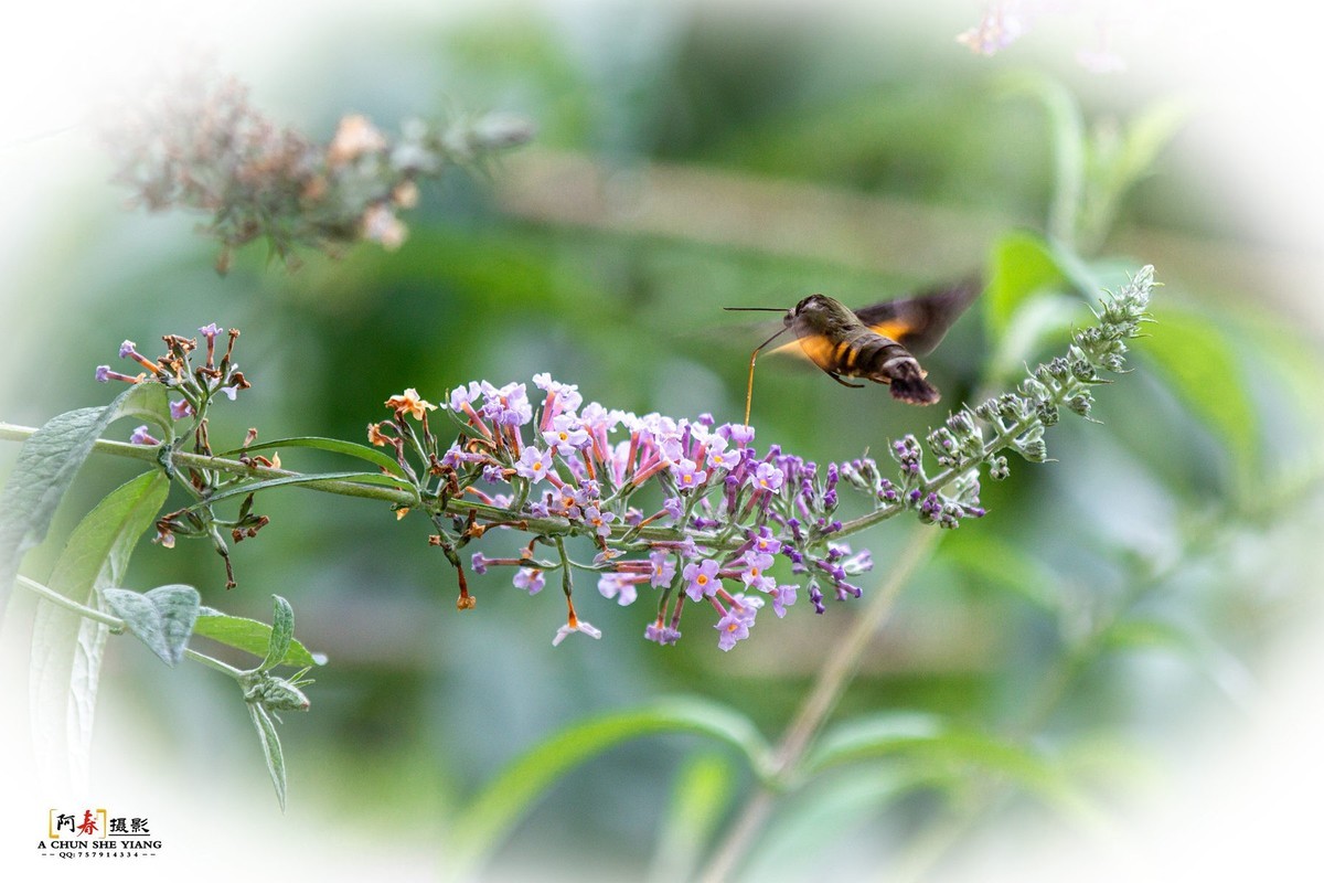 蜂鸟鹰蛾与蝴蝶