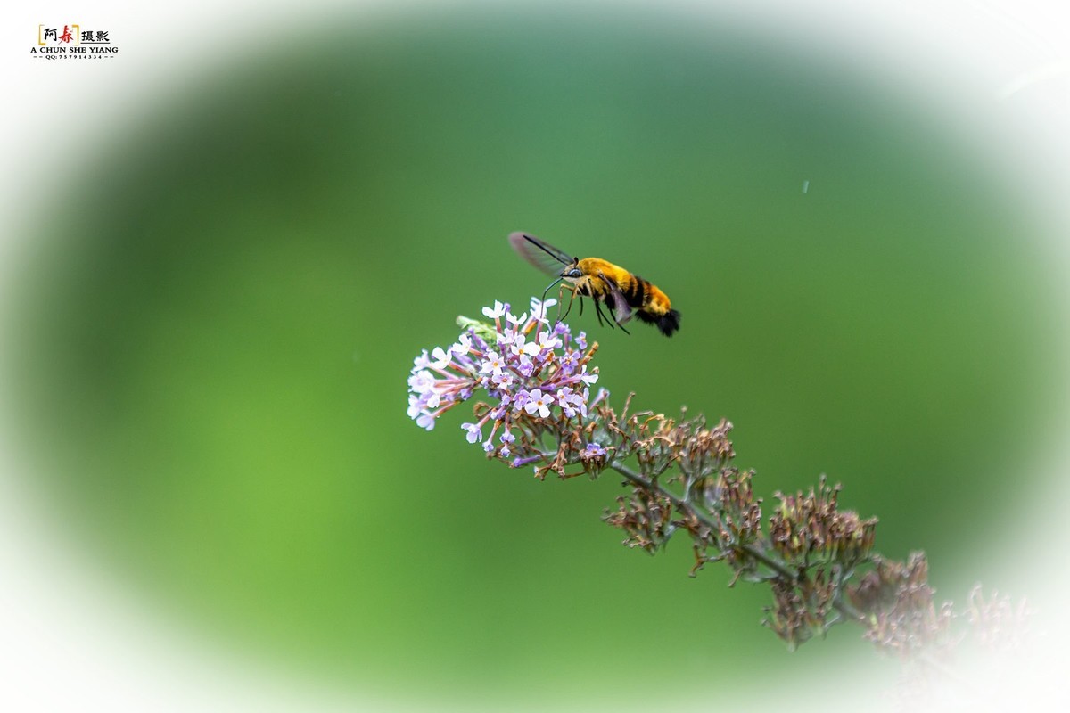 蜂鸟鹰蛾与蝴蝶