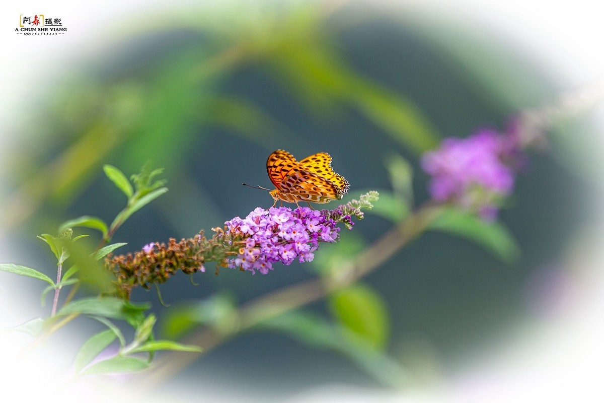 蜂鸟鹰蛾与蝴蝶