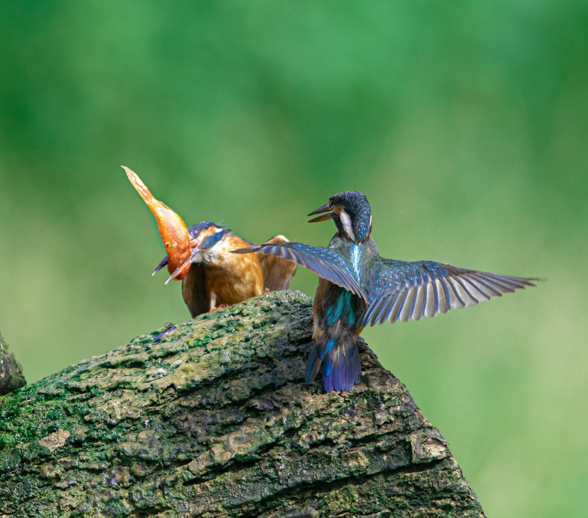 老张光影尼康z6iid500打鸟小翠