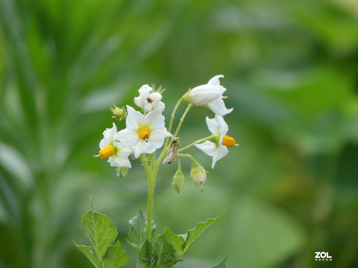 花