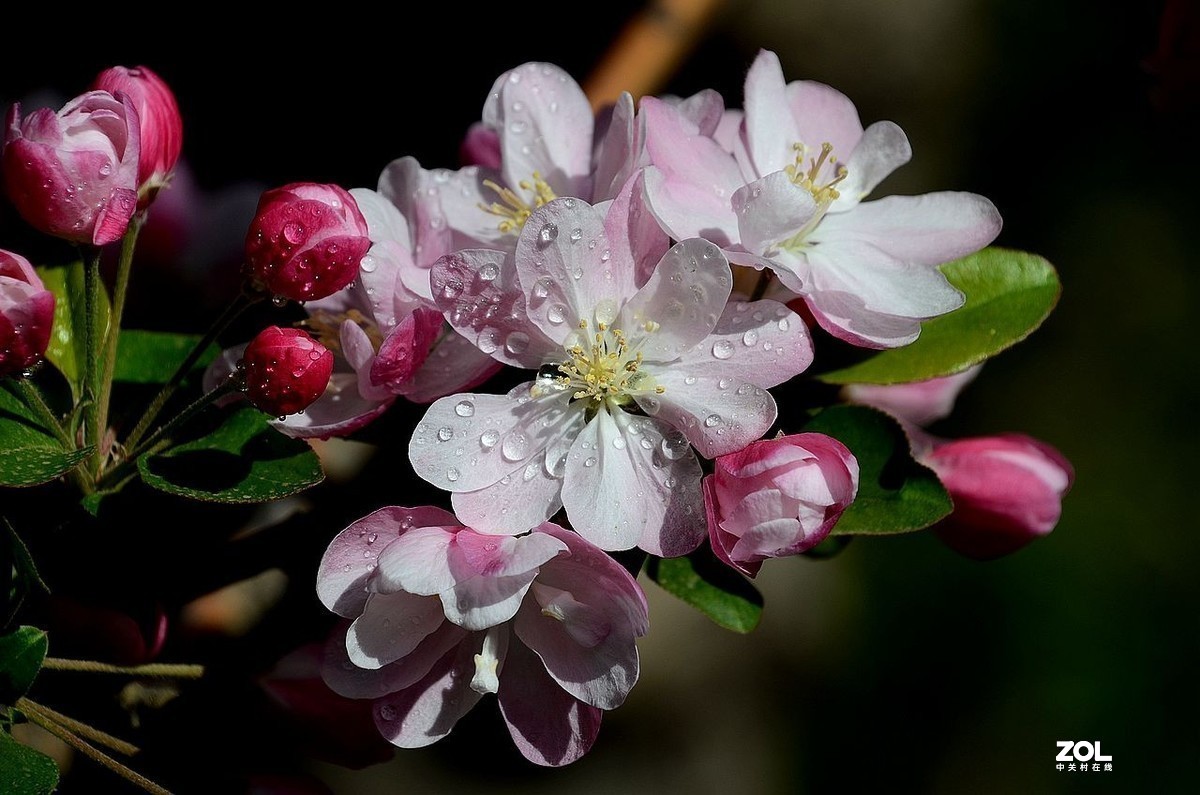 #版主坐堂#小五星空(中国)2021年4月精品荟萃