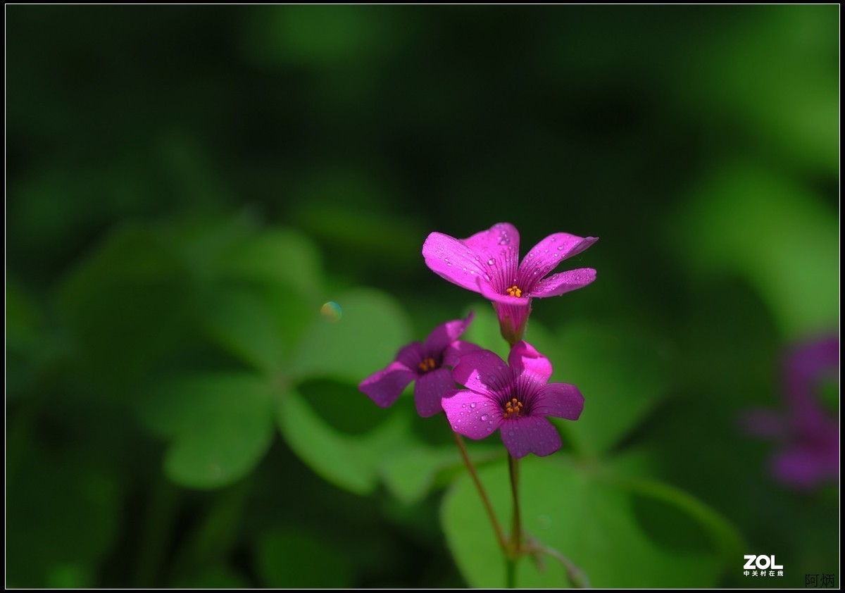 #版主坐堂#小五星空(中国)2021年4月精品荟萃