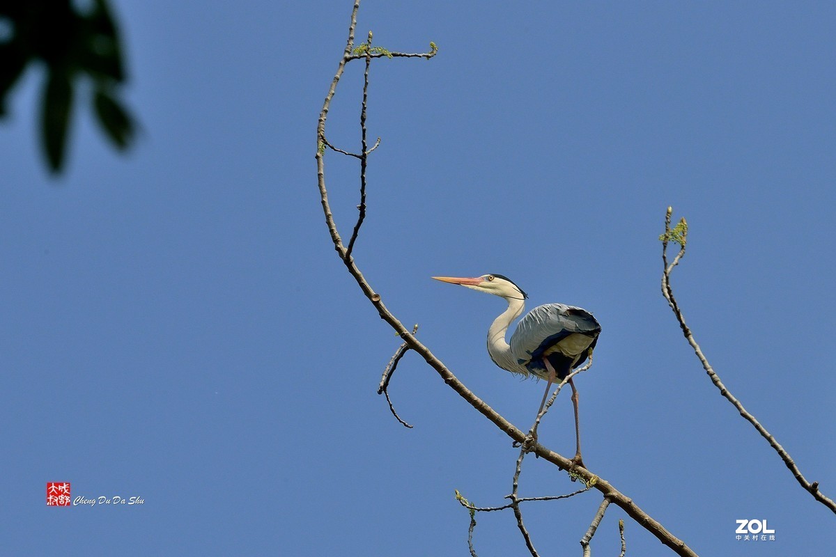 #版主坐堂#小五星空(中国)2021年4月精品荟萃