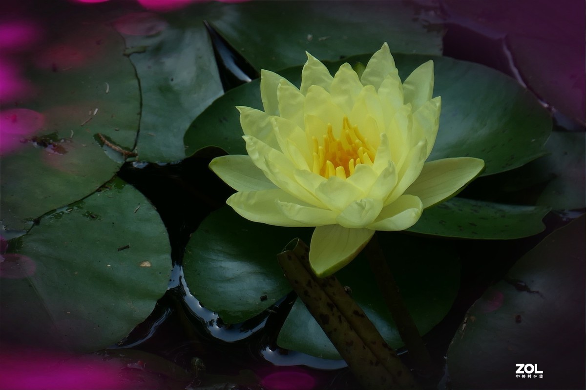 【炫彩荷花】——摄于上海天山公园