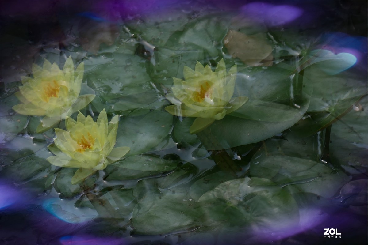 【炫彩荷花】——摄于上海天山公园