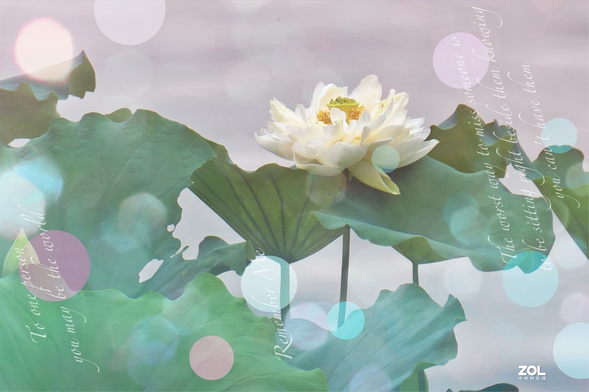 【炫彩荷花】——摄于上海天山公园